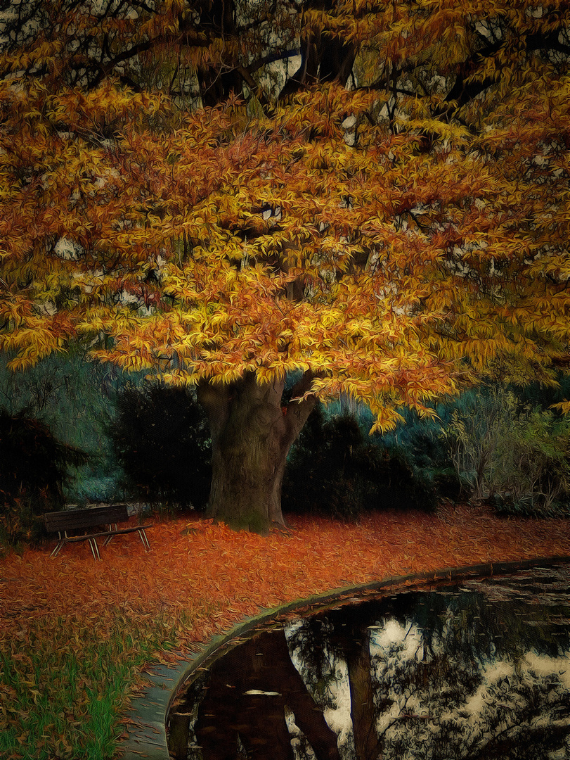 Herbst Im Park