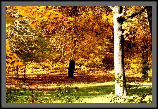 Herbst im Park