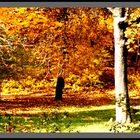 Herbst im Park