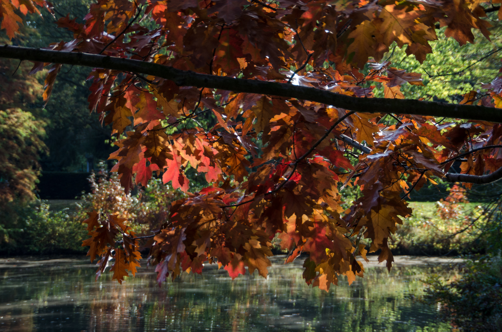 Herbst im Park