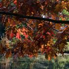 Herbst im Park