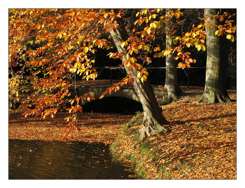 Herbst im Park