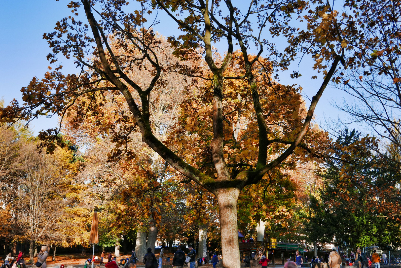 Herbst im Park