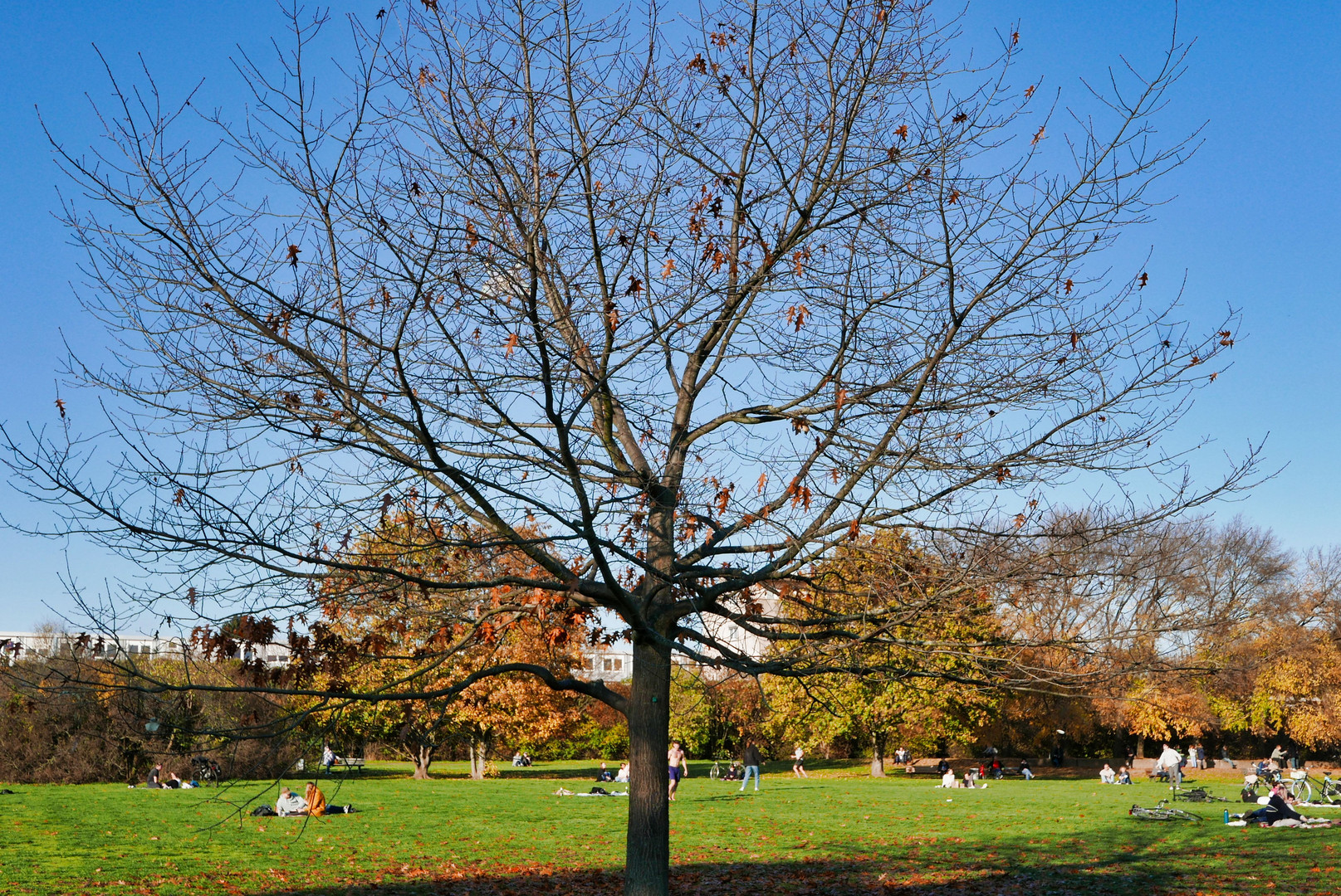 Herbst im Park