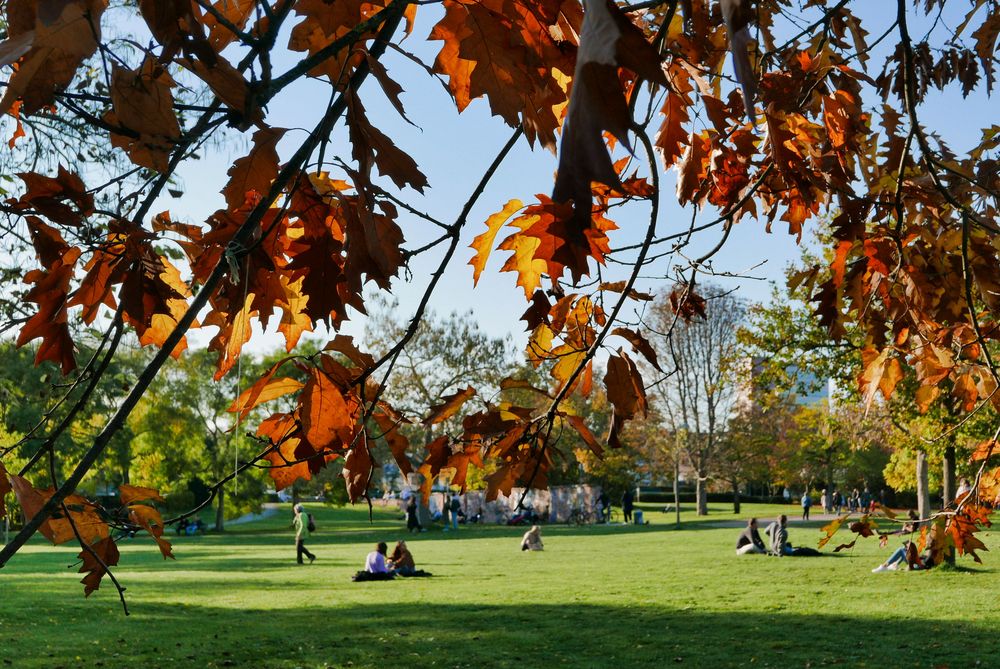 Herbst im Park