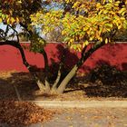 Herbst im Park