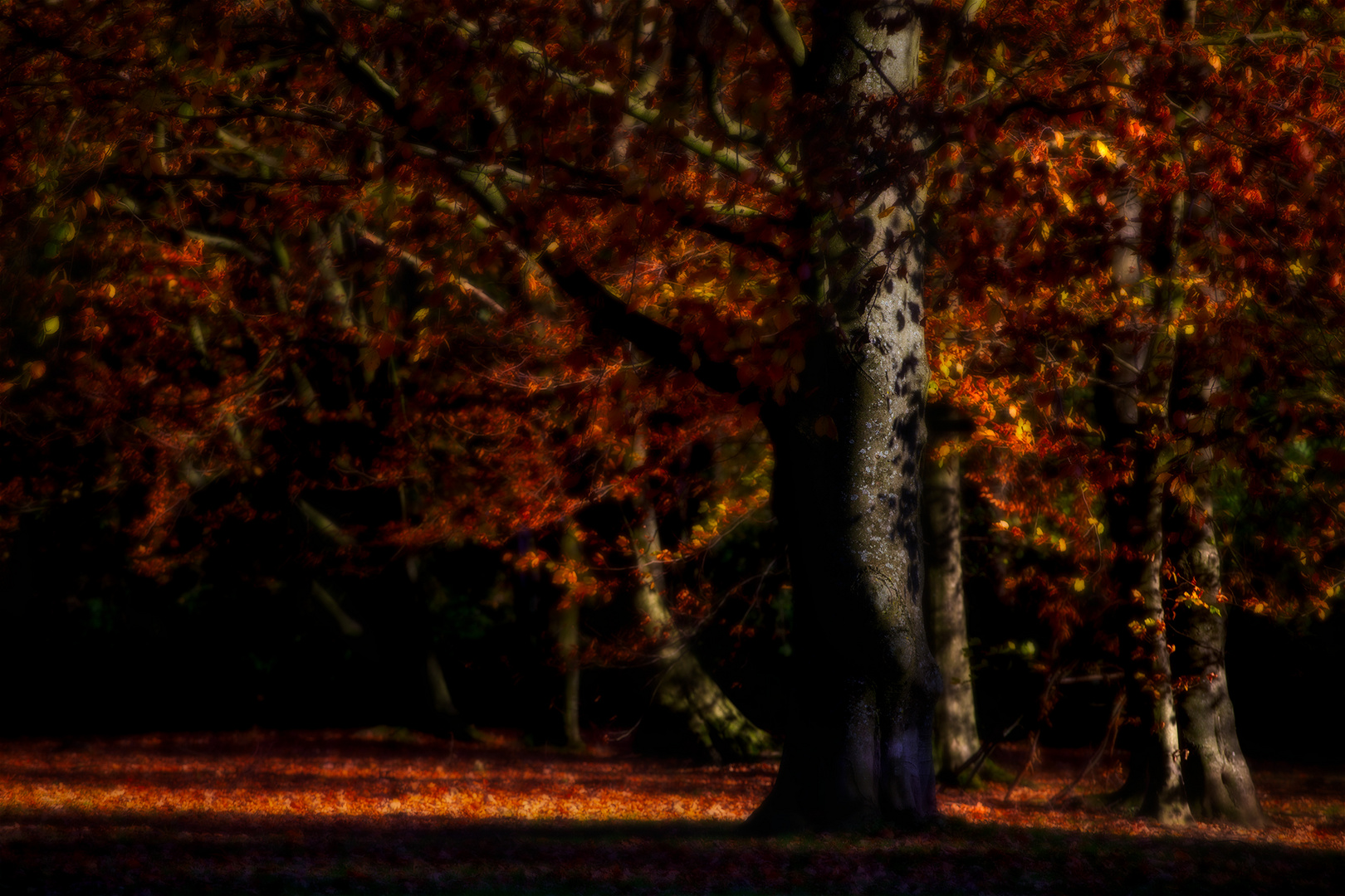 Herbst im Park