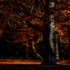 Herbst im Park