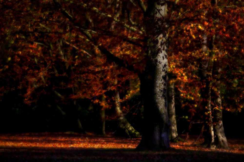 Herbst im Park