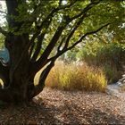 Herbst im Park 