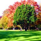 Herbst im Park