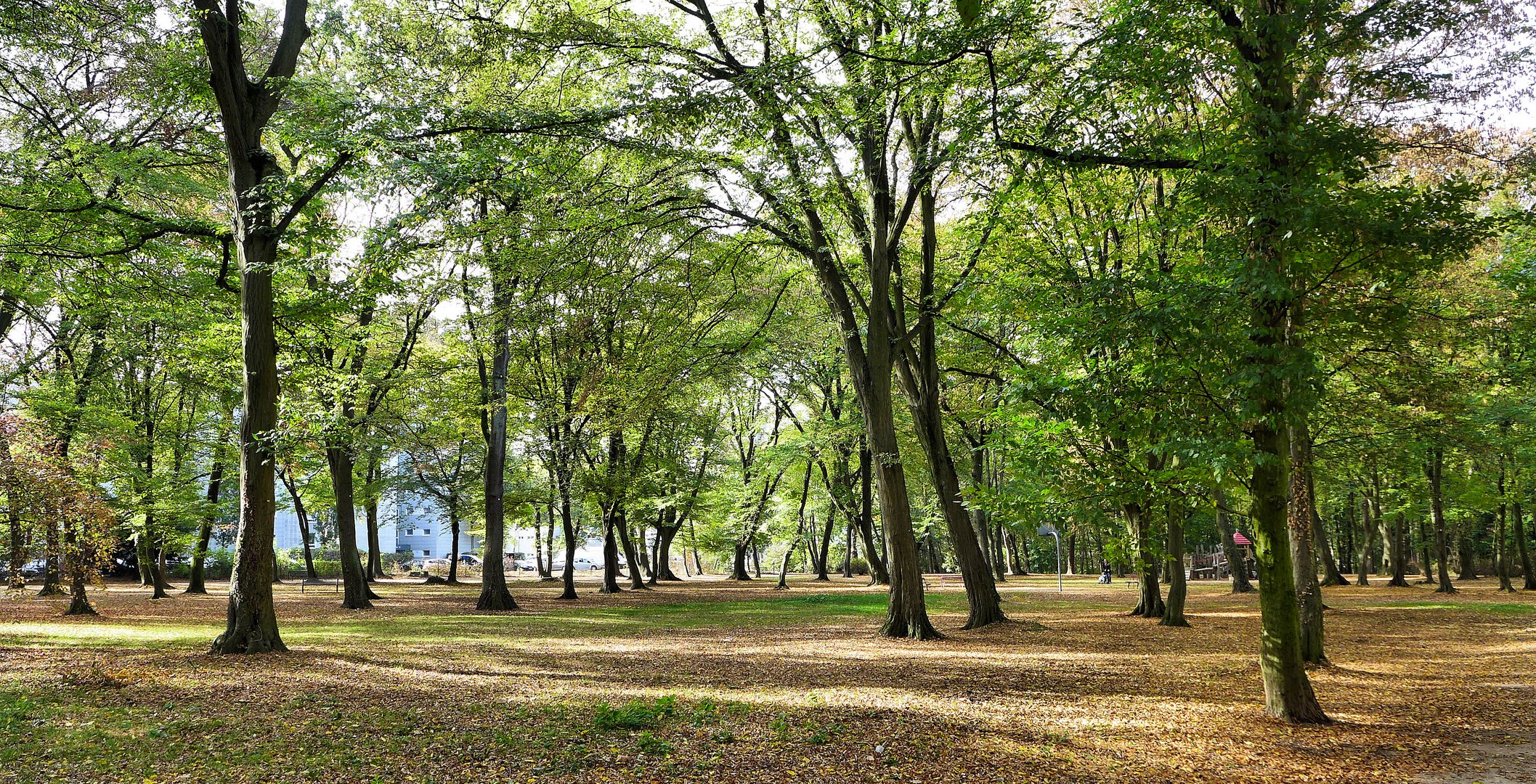 Herbst im Park