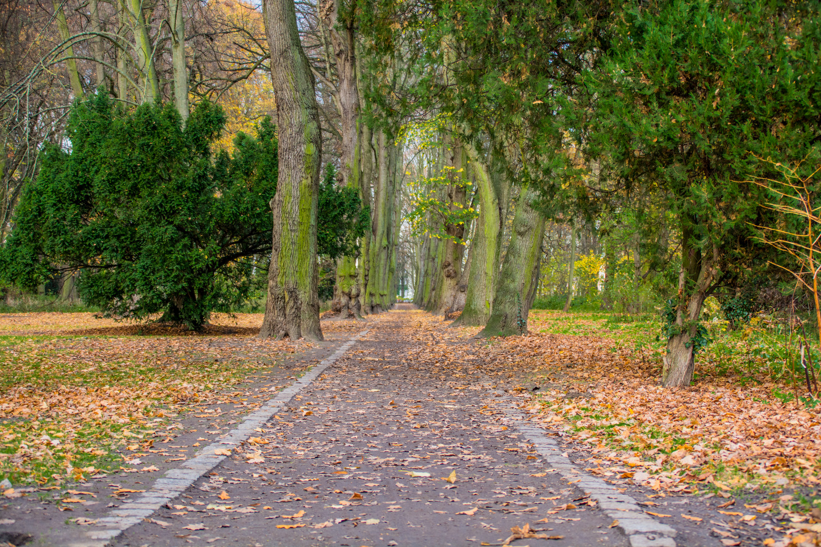 Herbst im Park