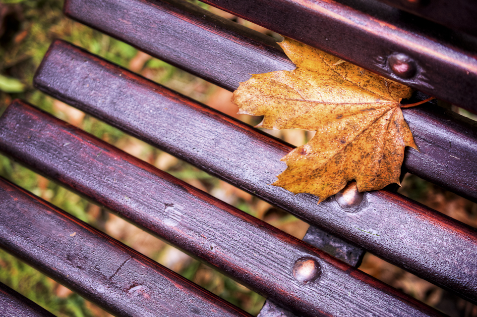 Herbst im Park