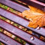 Herbst im Park