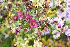 Herbst im Park