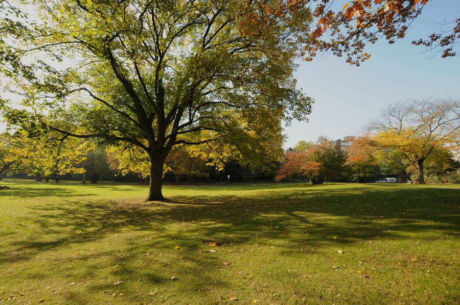 Herbst im Park