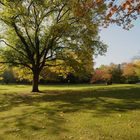 Herbst im Park