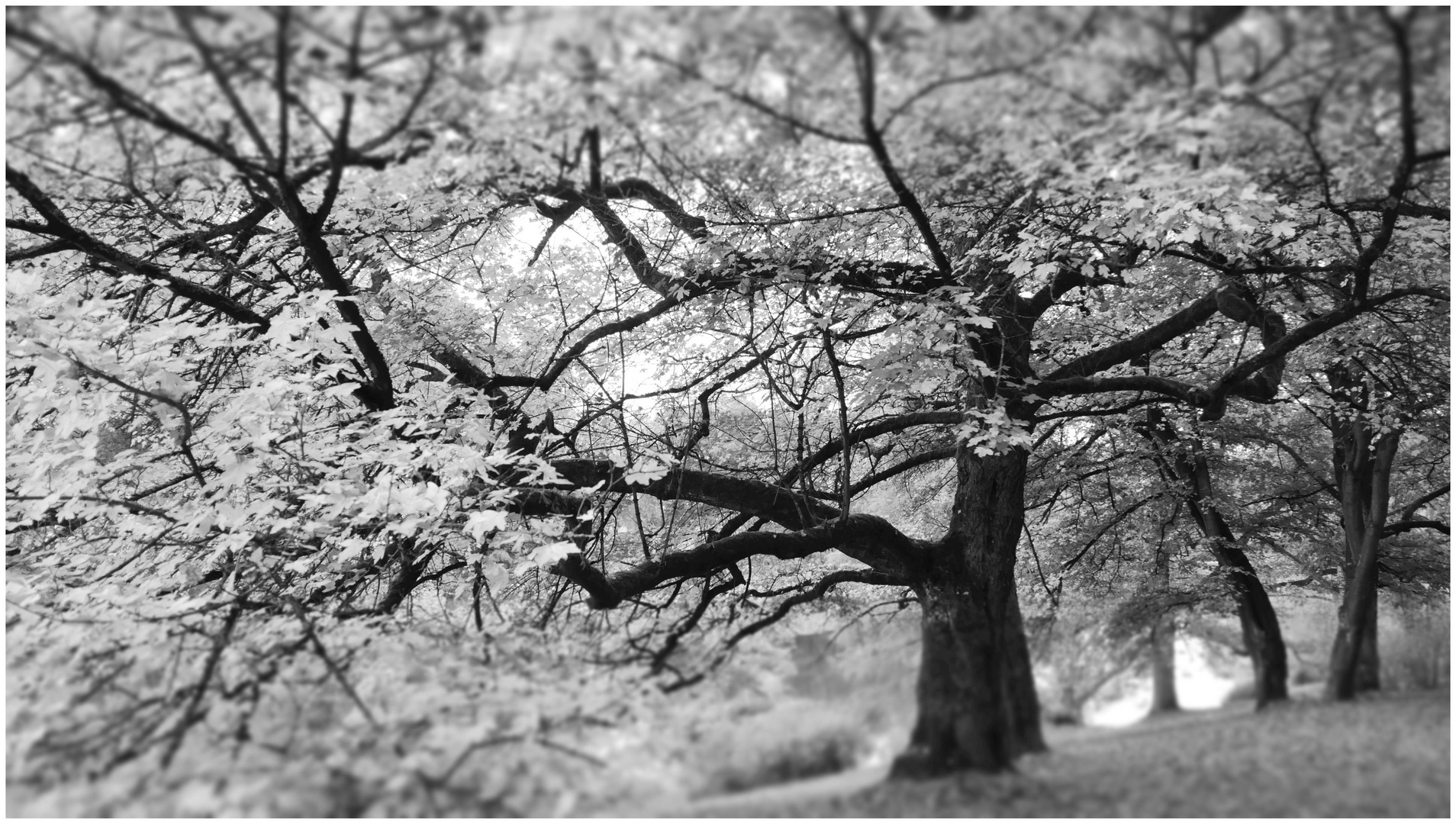 Herbst im Park