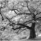 Herbst im Park