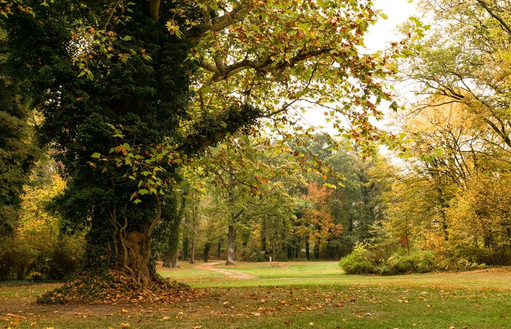 Herbst im Park