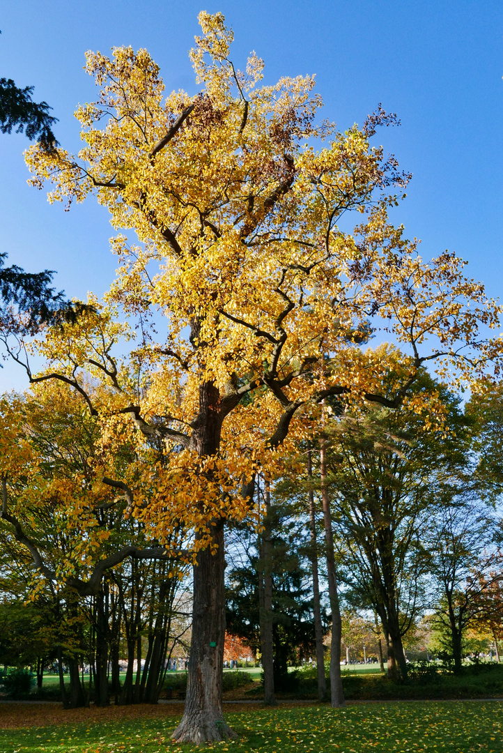 Herbst im Park