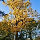 Herbst im Park