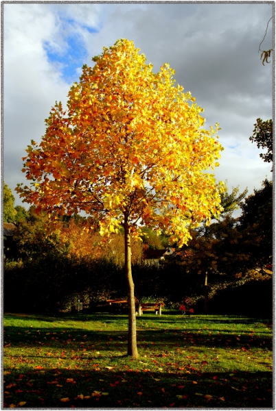 Herbst im Park