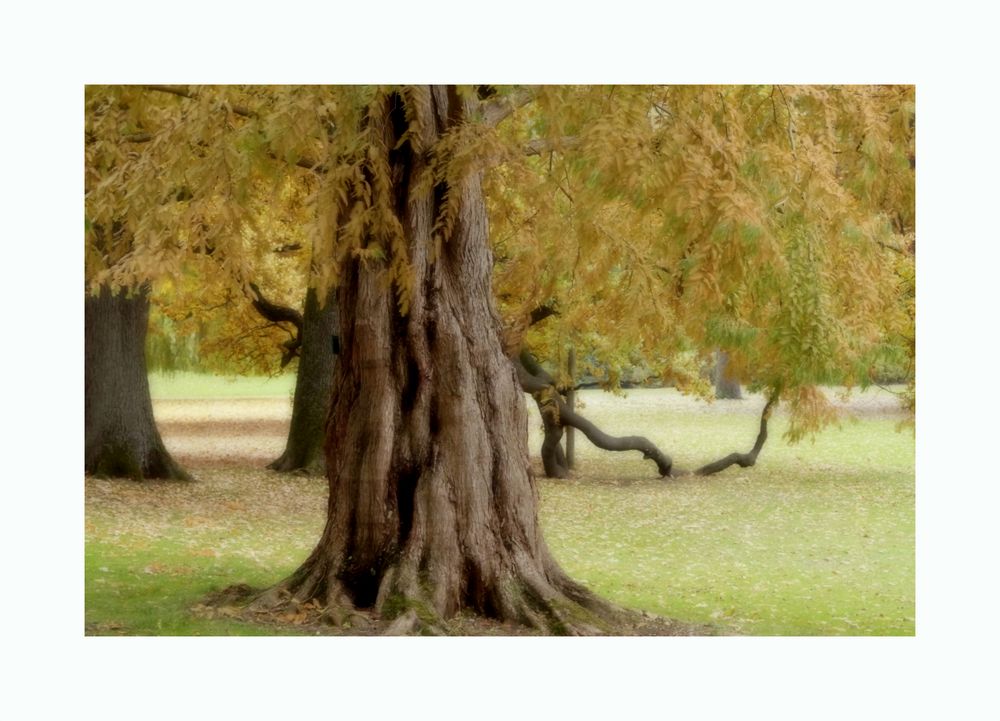 . Herbst im Park .