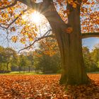 Herbst im Park, gesehen am 27.10.2022