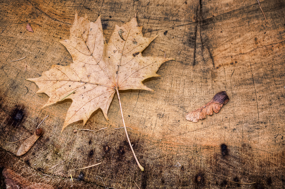 Herbst im Park II