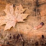 Herbst im Park II