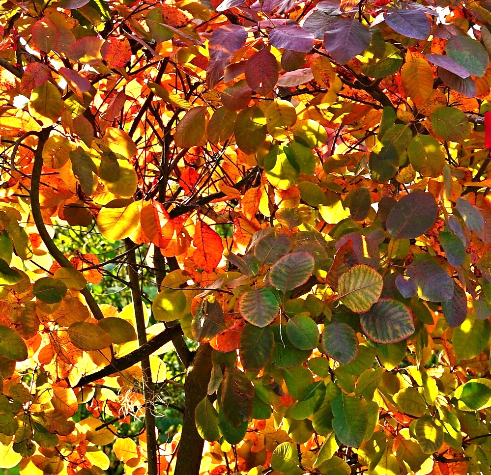 Herbst im Park II