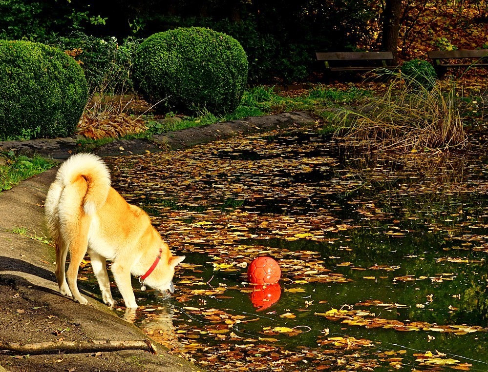 Herbst im Park III