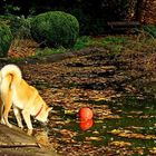 Herbst im Park III