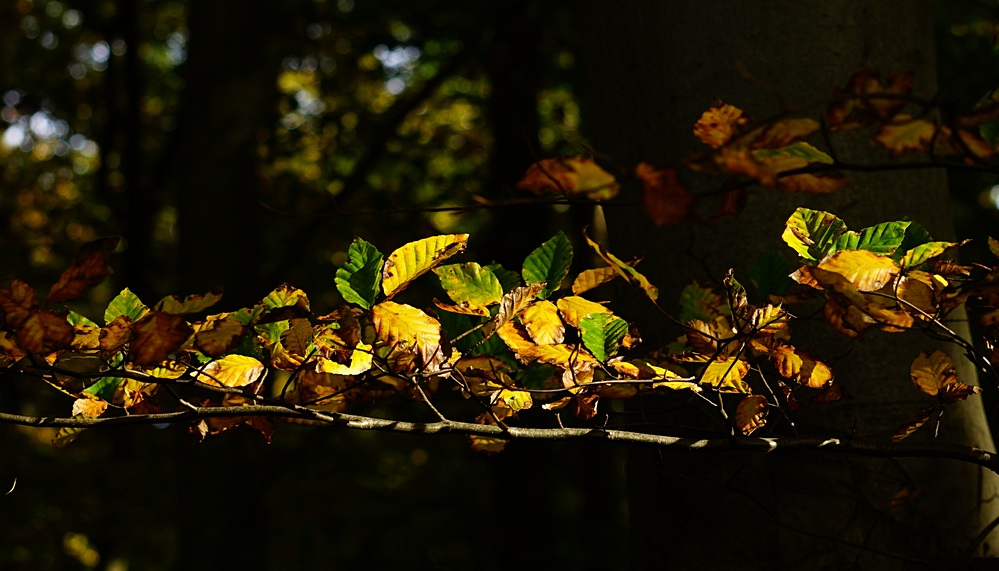 Herbst im Park IV