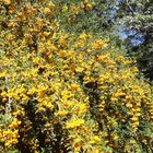 Herbst im Park -Köszeg