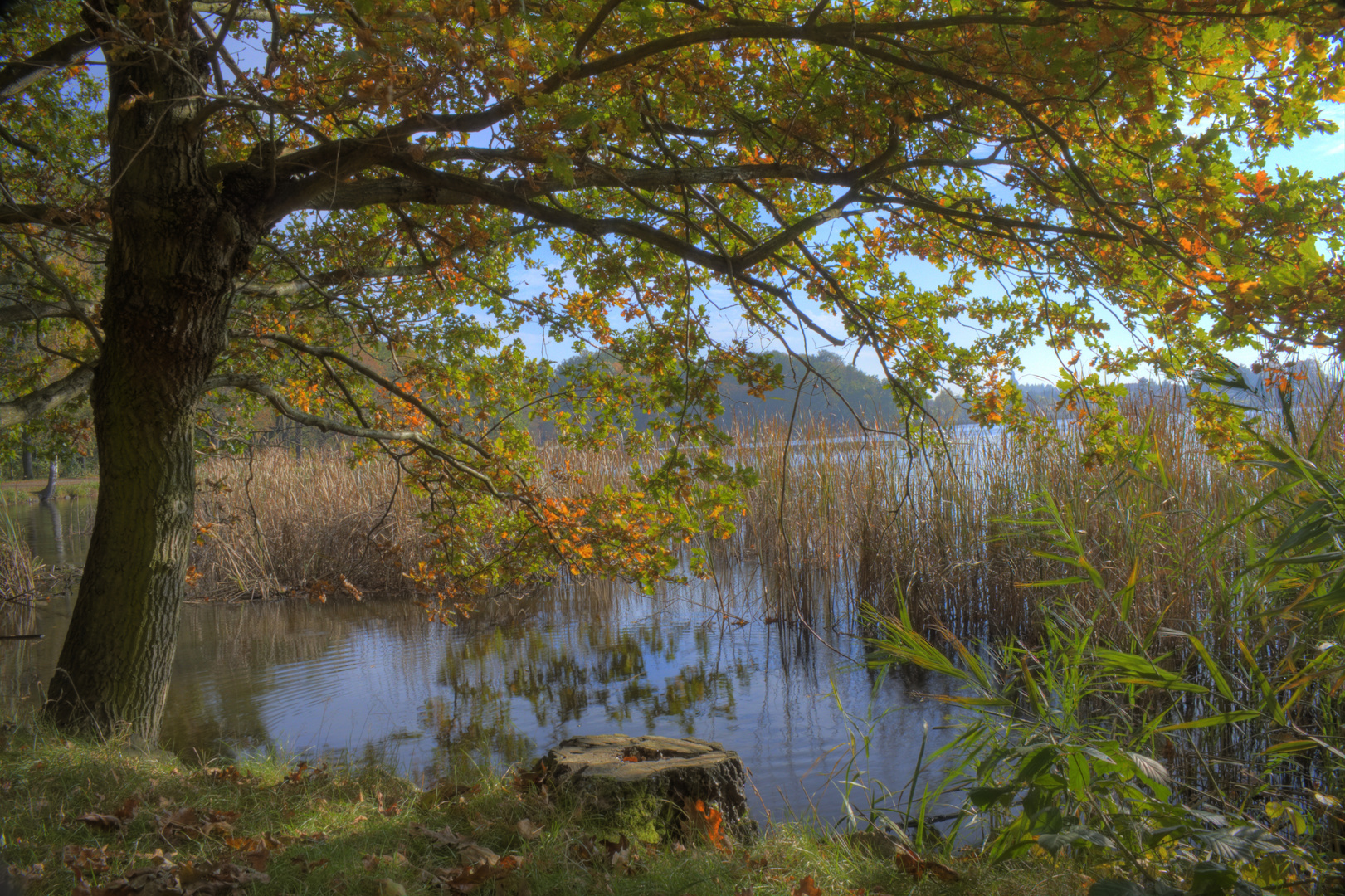 Herbst im Park Morizburg