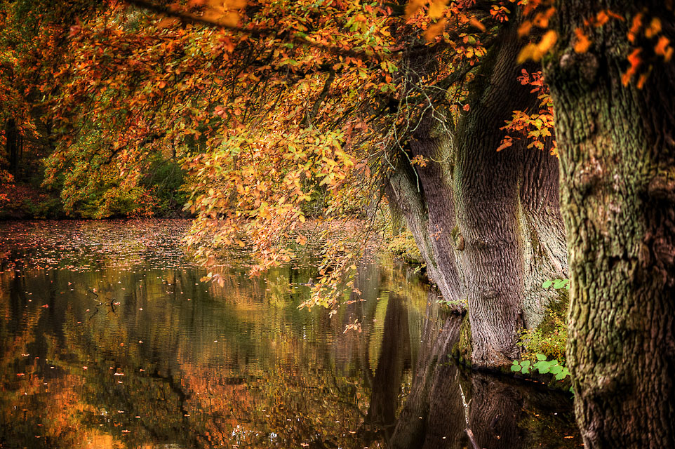 Herbst im Park V