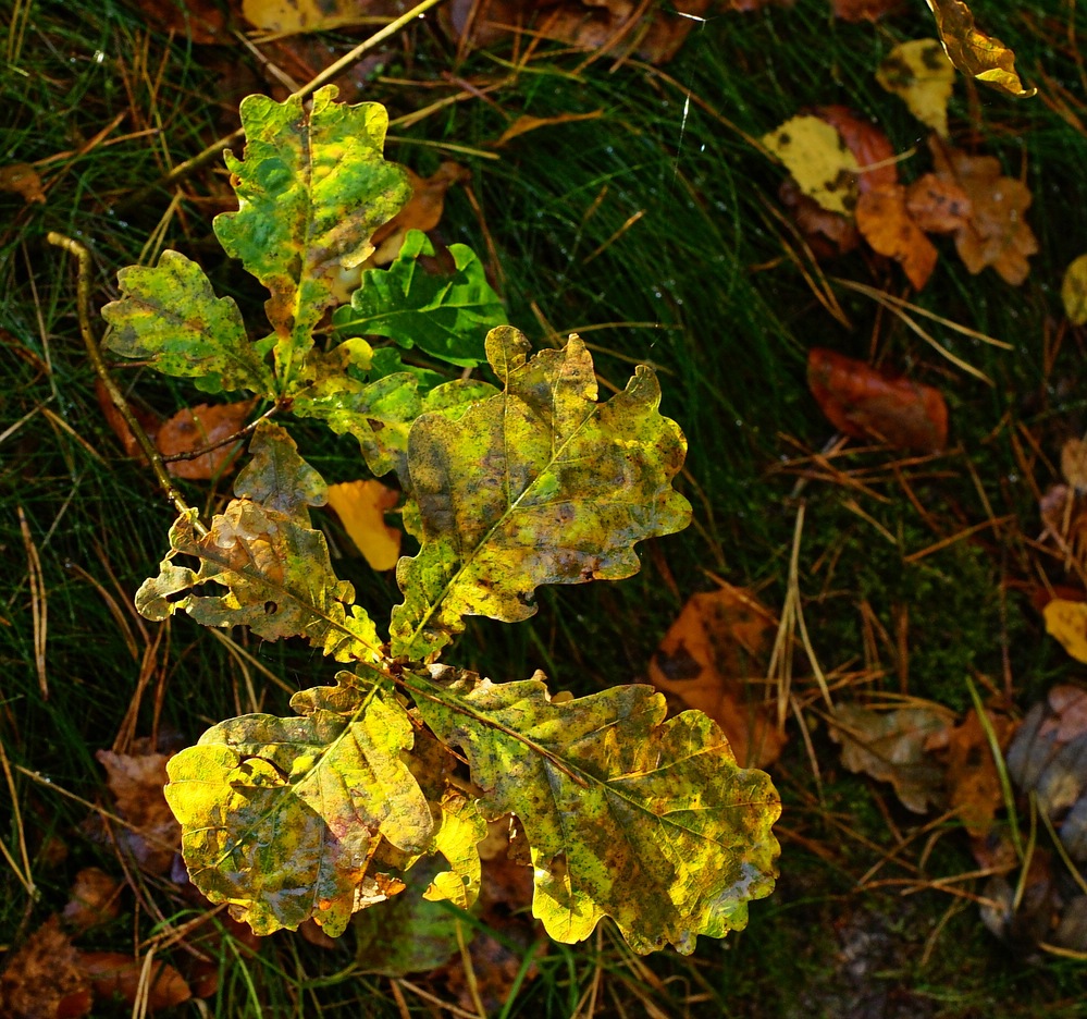 Herbst im Park V