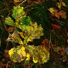 Herbst im Park V