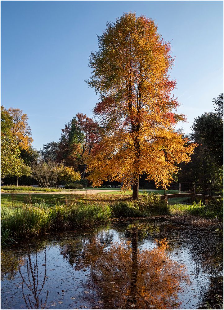 Herbst im Park von Schloss Dyck (2)