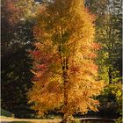 Herbst im Park von Schloss Dyck