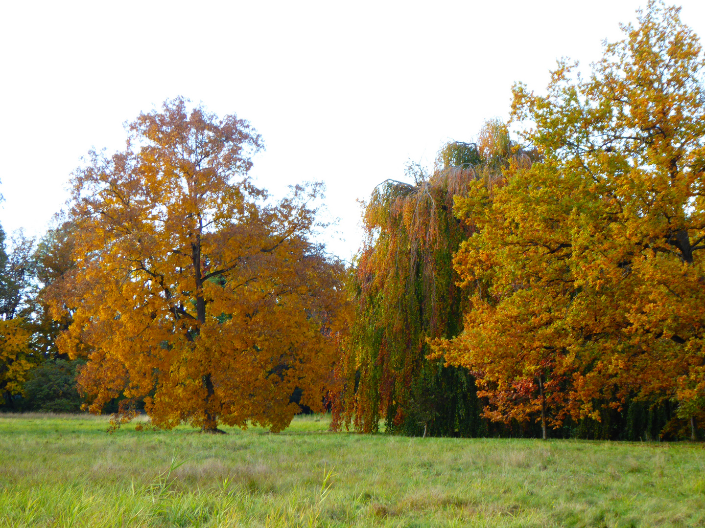 Herbst im Park Wiesenburg 1