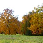 Herbst im Park Wiesenburg 1