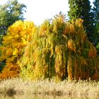 Herbst im Park Wiesenburg 4