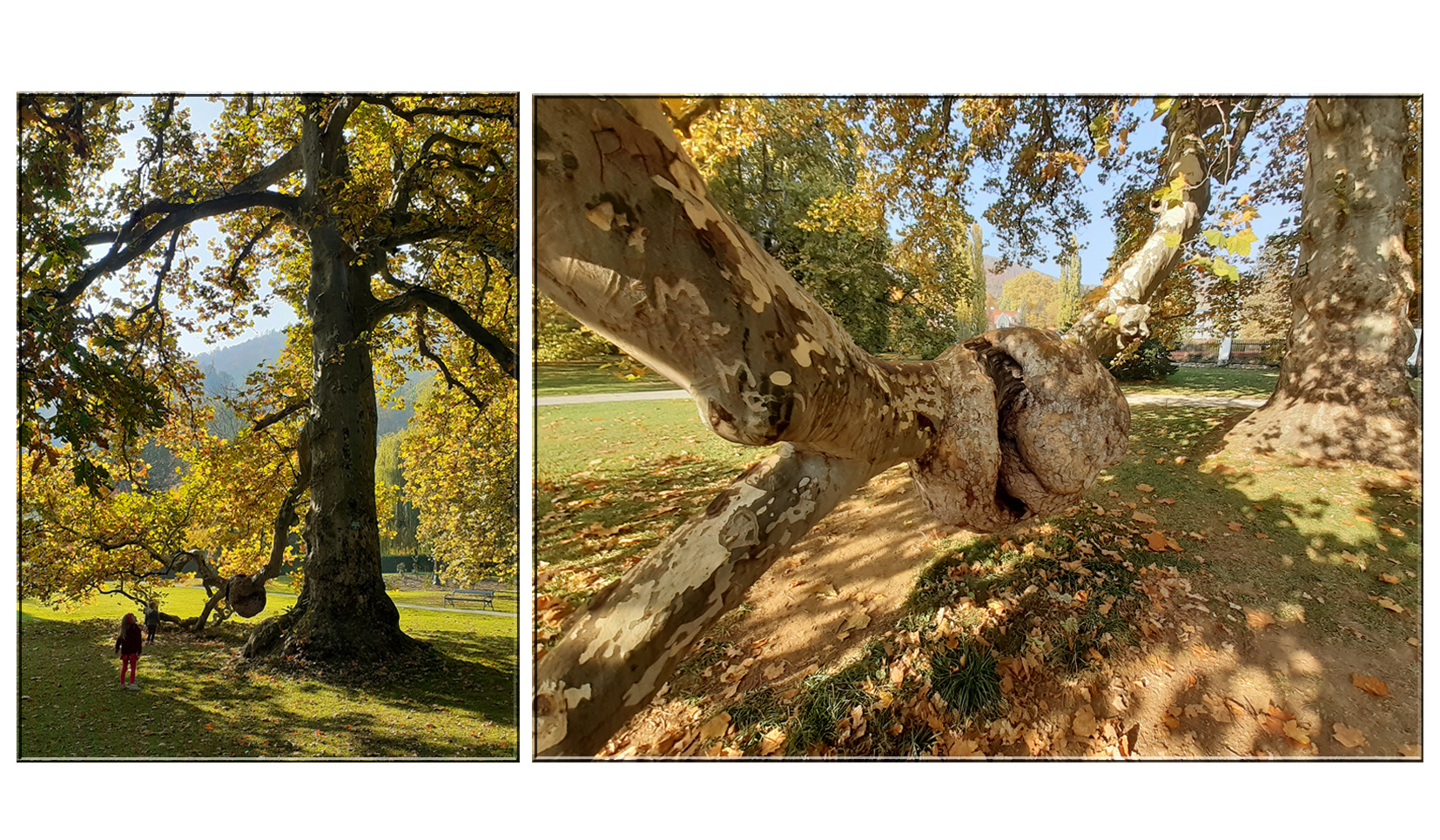 Herbst im Park...2