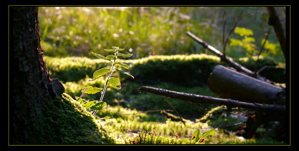 Herbst im Pfälzer Wald