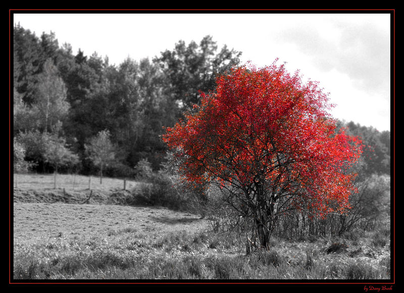 Herbst im Pfälzer Wald 5