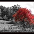 Herbst im Pfälzer Wald 5